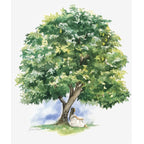 Under The Mango Tree